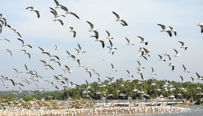 kumarakom-bird-santary